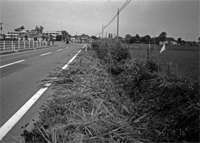 雑草に蓋われる土水路