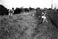 家族総出で重労働